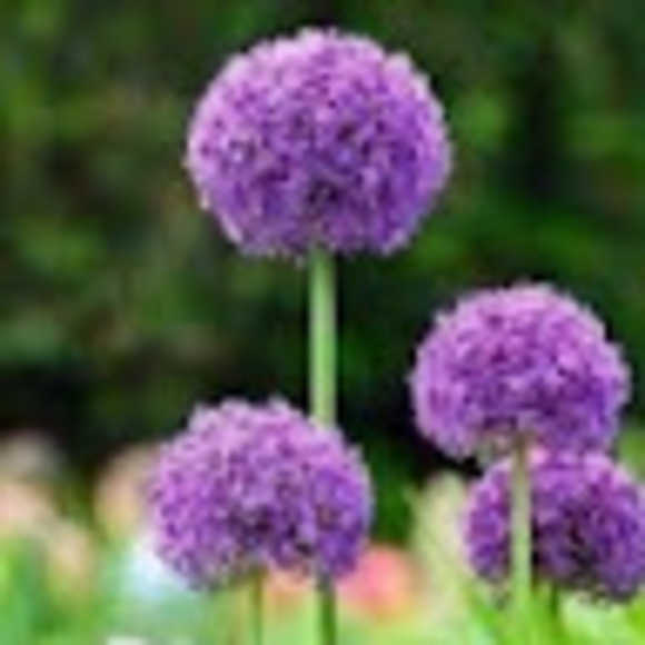 Meet your Posher, Kathleen - Picture 2 of 2